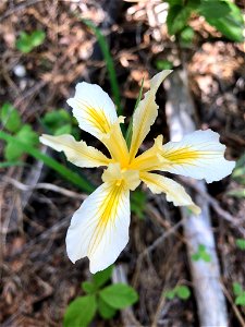 rainbow iris (Iris hartwegii) photo