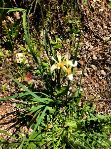 rainbow iris (Iris hartwegii)