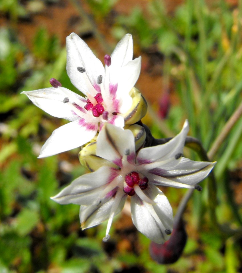 Allium haematochiton on Carmel Mountain, San Diego, California, USA.