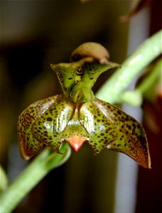 Male flower of the orchid Catasetum cernuum photo