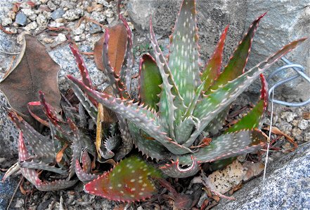 Aloe mubendiensis at the San Diego Zoo, California, USA. Identified by sign.