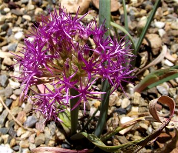 Allium platycaule at the UC Botanical Garden, Berkeley, California, USA. Identified by sign.