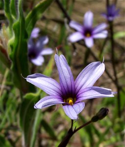 Sisyrinchium platense in the UC Botanical Garden, Berkeley, California, USA. Identified by sign.