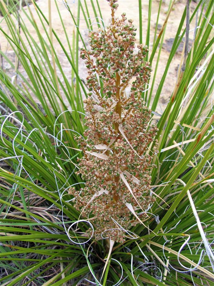 Nolina greenei in New Mexico