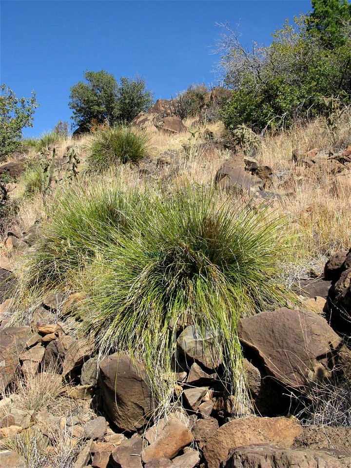 Nolina greenei in Colorado