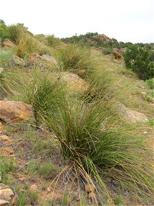 Nolina_greenei_fh_0532.43_OKL._Extrem_selten_in_Oklahoma.JPG