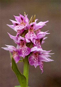 Image title: Fishers orchid plant dactylorhiza aristata
Image from Public domain images website, http://www.public-domain-image.com/full-image/flora-plants-public-domain-images-pictures/flowers-public