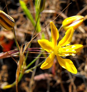 — Goldenstar. Native plant of California chaparral and woodlands habitats. At the Blue Sky Ecological Reserve in the Laguna Mountains, Poway, California. photo
