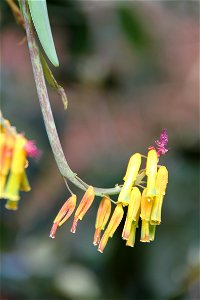 unbekannte Pflanze im Botanischen Garten Köln (Flora) photo