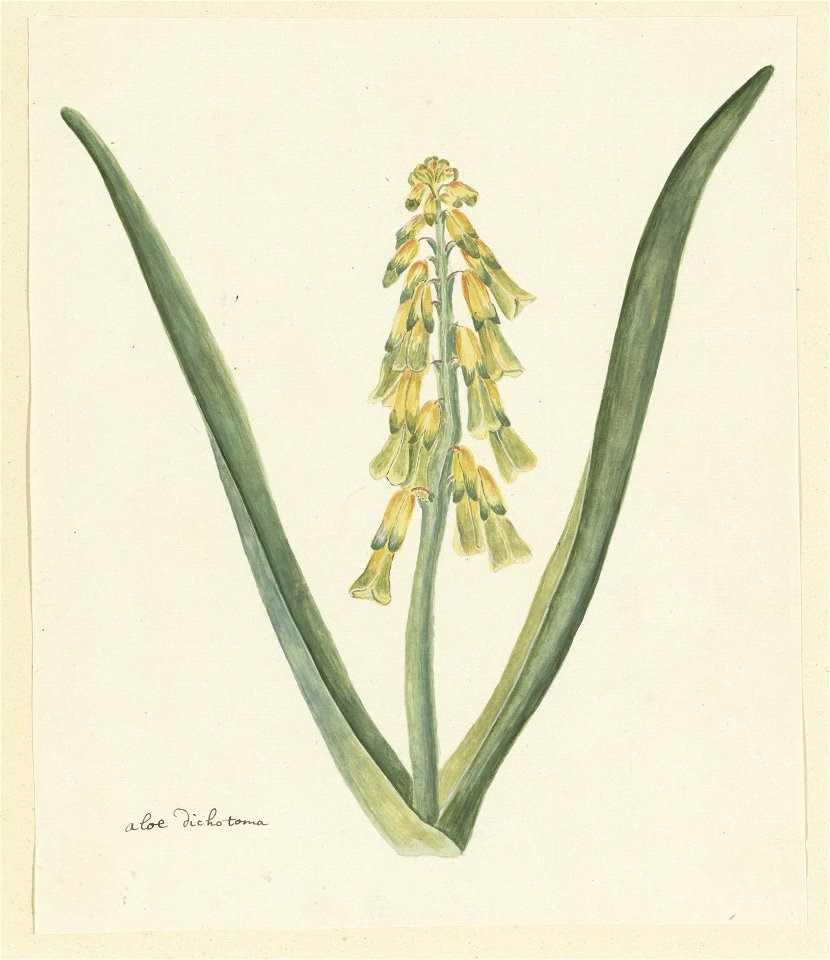 IdentificatieTitel(s): Lachenalia aloides (L.f.) Engl.aloe dichotoma (titel op object)Objecttype: tekening albumblad Objectnummer: RP-T-1914-18-78Opschriften / Merken: annotatie, linksonder, pen in br
