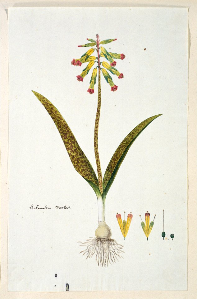 IdentificatieTitel(s): Lachenalia aloides (L.f.) Engl. var. aloideslachenalia tricolor (titel op object)Objecttype: tekening albumblad Objectnummer: RP-T-1914-18-38Opschriften / Merken: annotatie, lin