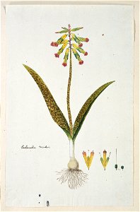 IdentificatieTitel(s): Lachenalia aloides (L.f.) Engl. var. aloideslachenalia tricolor (titel op object)Objecttype: tekening albumblad Objectnummer: RP-T-1914-18-38Opschriften / Merken: annotatie, lin