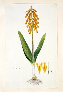 IdentificatieTitel(s): Lachenalia aloides (L.f.) Engl. var. aurealachenalia (titel op object)Objecttype: tekening albumblad Objectnummer: RP-T-1914-18-39Opschriften / Merken: annotatie, links, pen in 