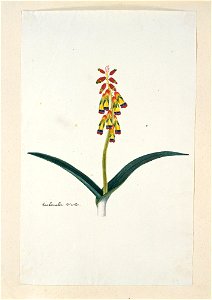 IdentificatieTitel(s): Lachenalia aloides (L.f.) Engl. var. quadricolor.Lachenalia tricolor (titel op object)Objecttype: tekening albumblad Objectnummer: RP-T-1914-18-40Opschriften / Merken: annotatie