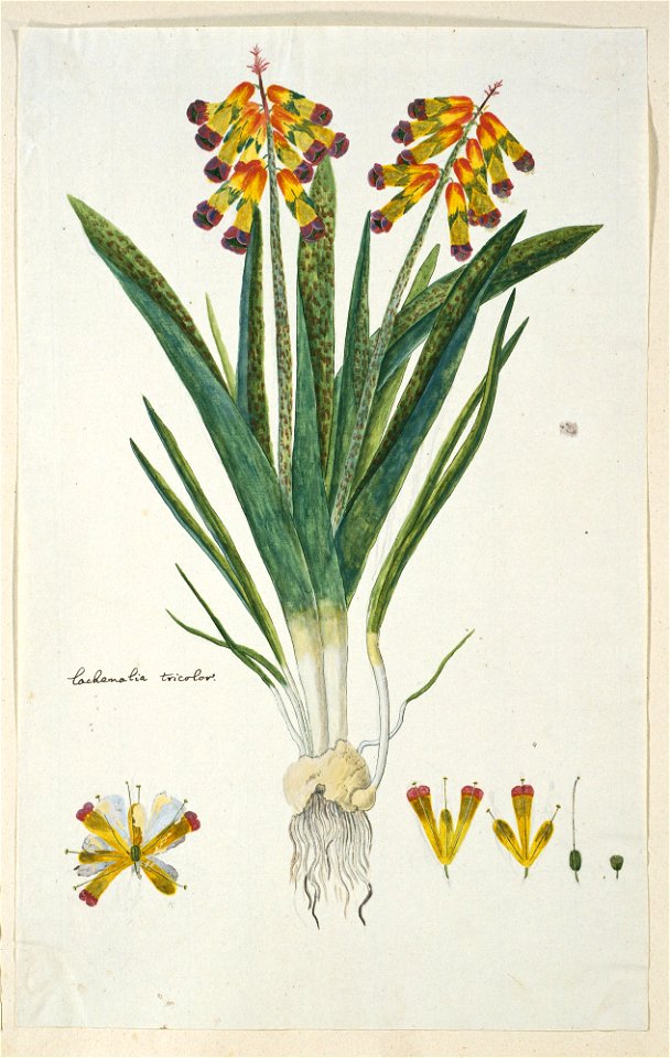 IdentificatieTitel(s): Lachenalia aloides (L.f.) Engl. var. quadricolorlachenalia tricolor (titel op object)Objecttype: tekening albumblad Objectnummer: RP-T-1914-18-36Opschriften / Merken: annotatie,