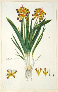 IdentificatieTitel(s): Lachenalia aloides (L.f.) Engl. var. quadricolorlachenalia tricolor (titel op object)Objecttype: tekening albumblad Objectnummer: RP-T-1914-18-36Opschriften / Merken: annotatie,
