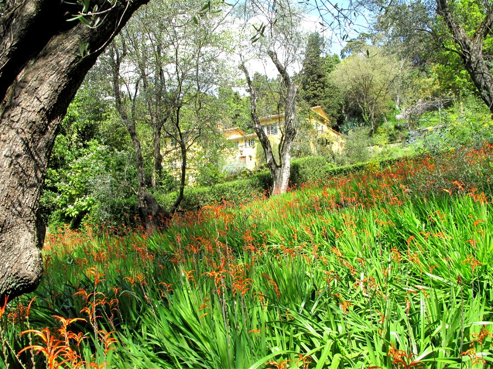 Chasmanthe bicolor in the jardin des Serres de la Madone in Menton (Alpes-Maritimes, France).