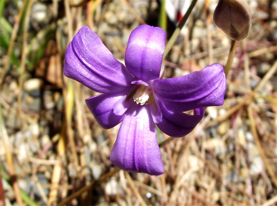 Brodiaea kinkiensis at the UC Botanical Garden, Berkeley, California, USA. Identified by sign.