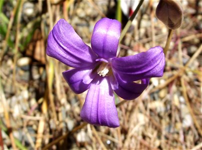 Brodiaea kinkiensis at the UC Botanical Garden, Berkeley, California, USA. Identified by sign.