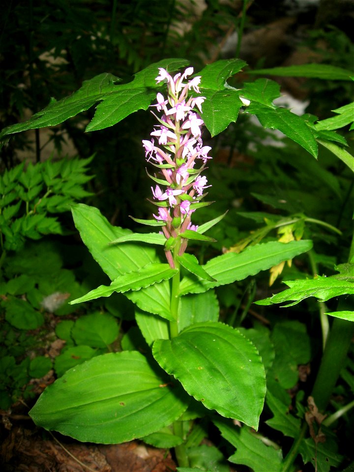 Neolindleya camtschatica, Aizu area, Fukushima pref., Japan