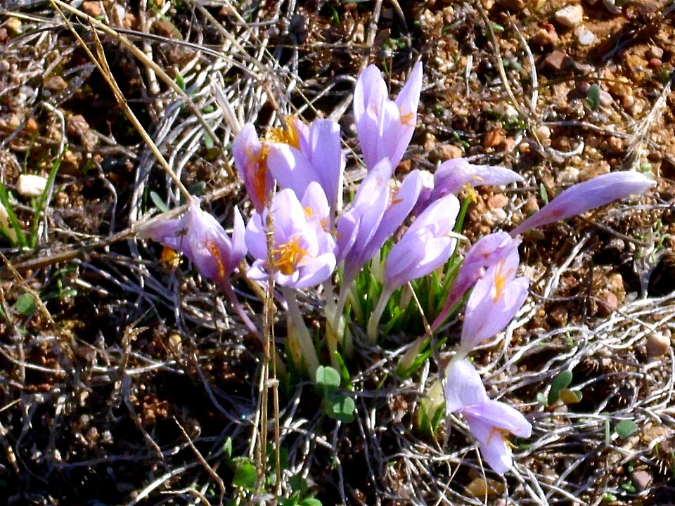 Crocus nevadensis subsp. marcetii flowers, Dehesa Boyal de Puertollano, Spain