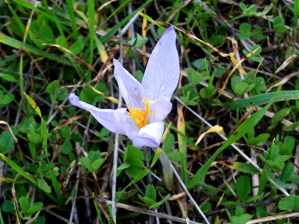 Crocus nevadensis subsp. marcetii flower close up  Dehesa Boyal de Puertollano, Spain