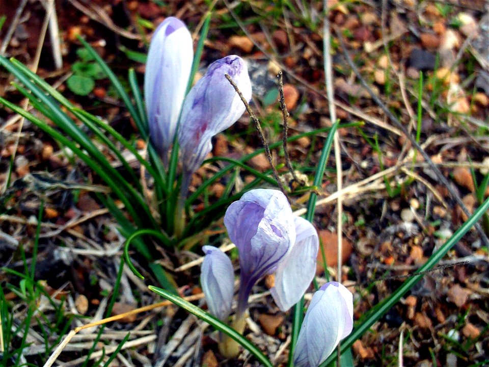 Crocus nevadensis subsp. marcetii plants  Dehesa Boyal de Puertollano, Spain