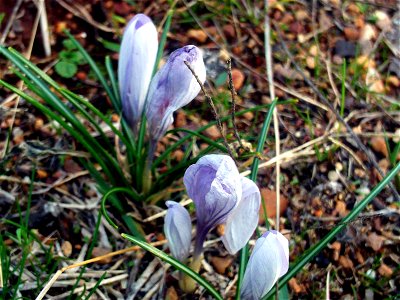 Crocus nevadensis subsp. marcetii plants Dehesa Boyal de Puertollano, Spain photo