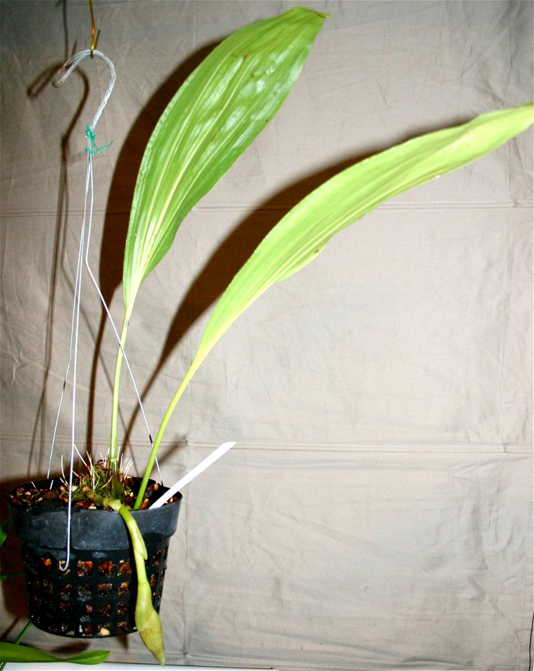 A two pseudobulb division of Stanhopea embreei in spike.
