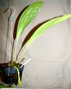 A two pseudobulb division of Stanhopea embreei in spike.
