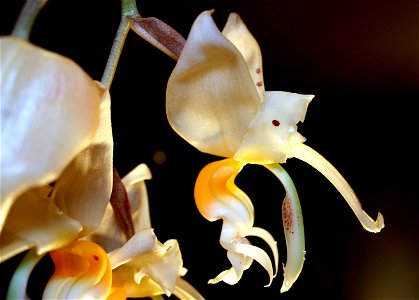 Profile of flower. Stanhopea embreei 'Shepard'
