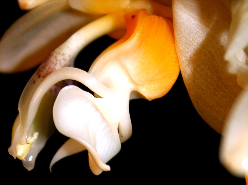 View of the back of the labellum. (l to r) Epichilum, Mesochilum, Hypochilum. Stanhopea embreei 'Shepard'