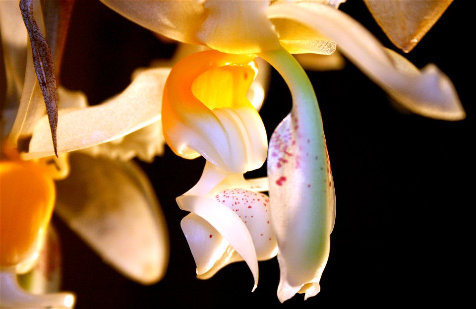 Detail of labellum and columna. Stanhopea embreei 'Shepard'