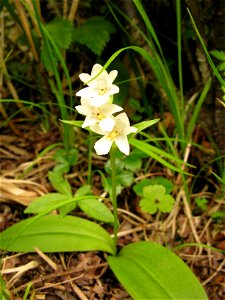 Galearis fauriei, Aizu area, Fukushima pref., Japan