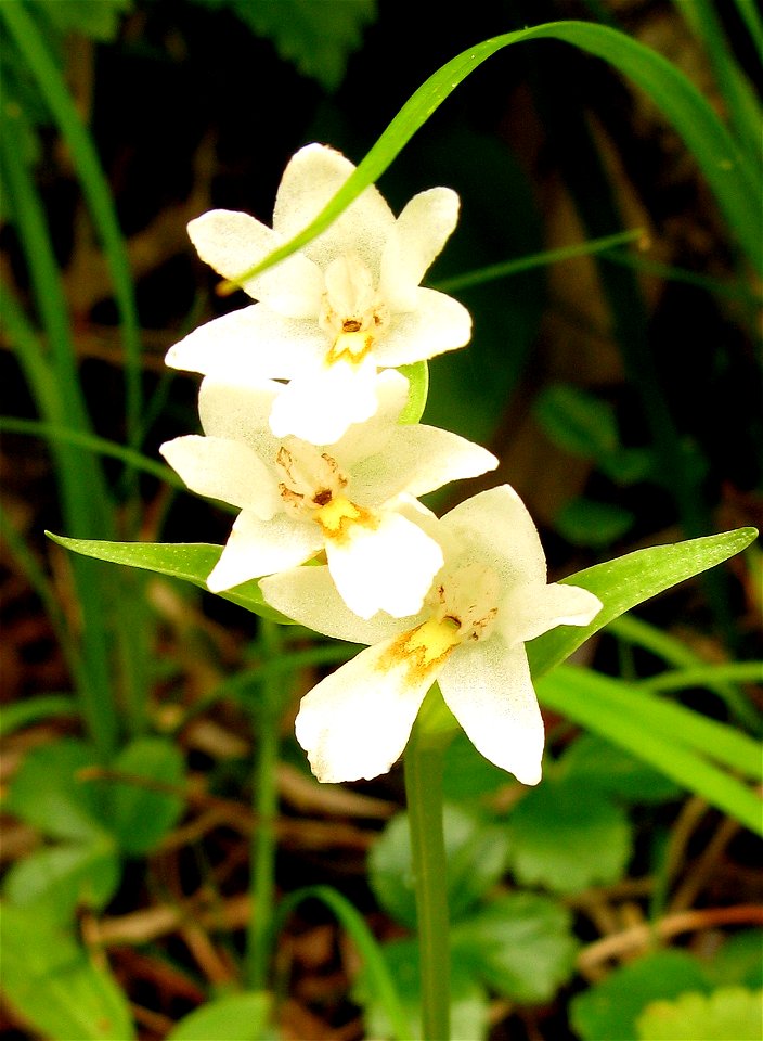 Galearis fauriei, Aizu area, Fukushima pref., Japan