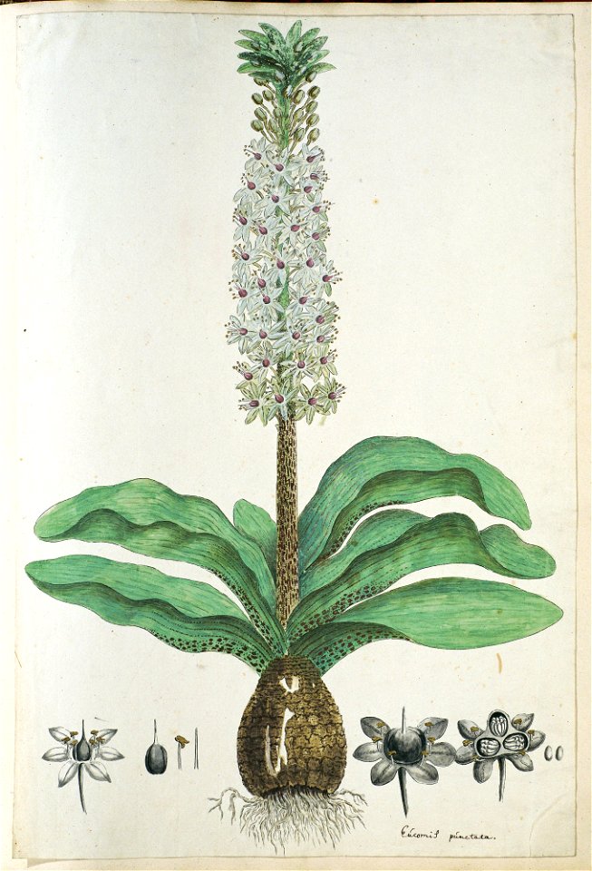 IdentificatieTitel(s): Eucomis humilis Bak. (Kuifplant)Eúcomis púnctata (titel op object)Objecttype: tekening albumblad Objectnummer: RP-T-1914-18-35Opschriften / Merken: annotatie, rechtsonder, pen i