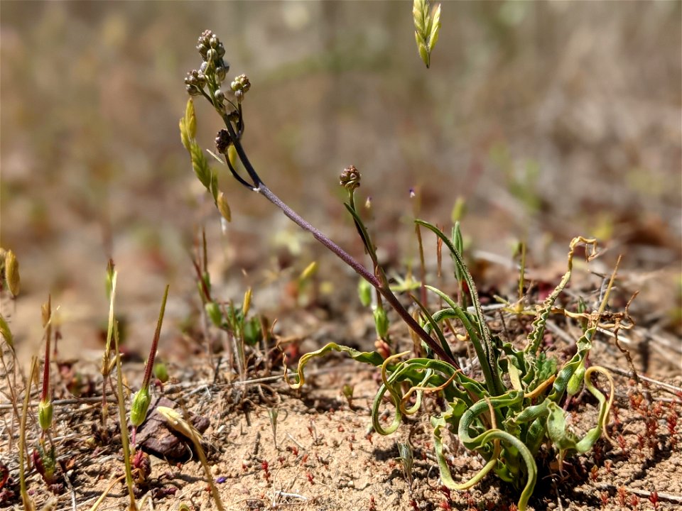 Chlorogalum purpureum purpureum