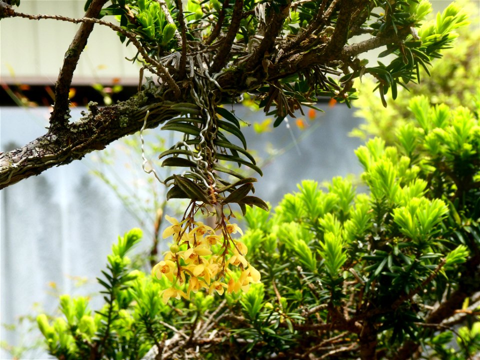 Thrixspermum japonicum in Aichi prefecture. Picture taken on May 3, 2020.