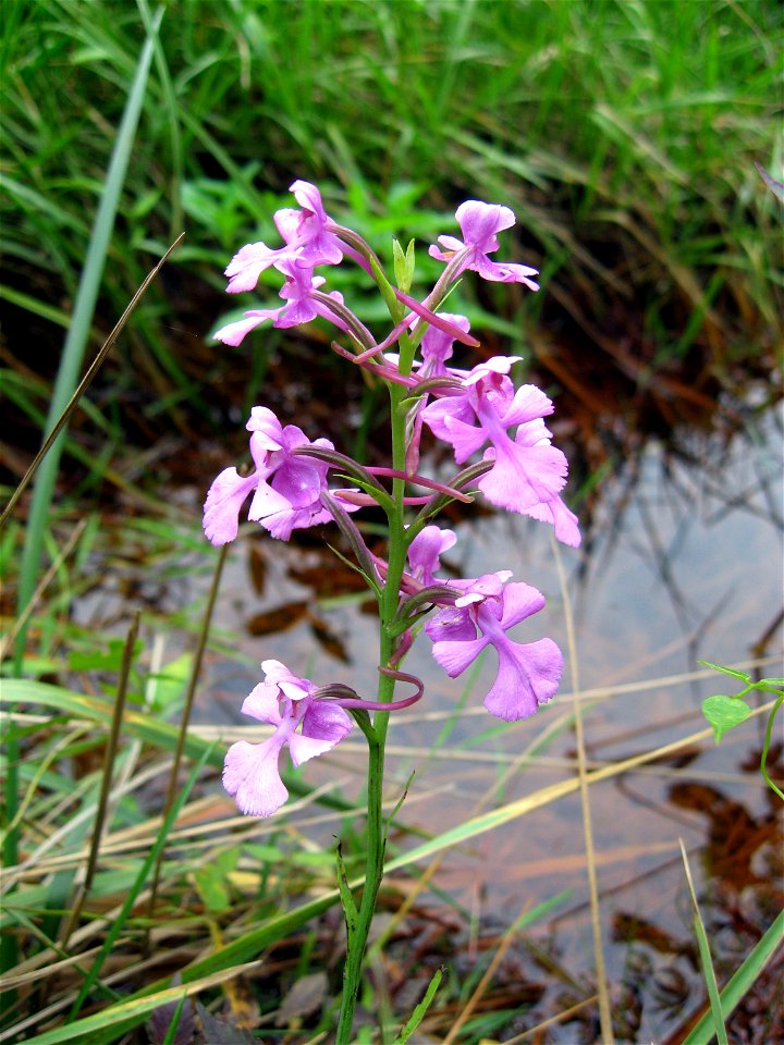 Platanthera peramoena, drainage ditch beside marshy meadow near Clifty, in White County, Tennessee.