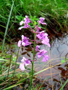 Platanthera peramoena, drainage ditch beside marshy meadow near Clifty, in White County, Tennessee.