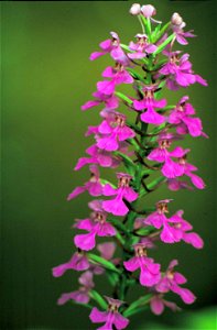 Image title: Purple fringeless orchid flower habenaria peramoena
Image from Public domain images website, http://www.public-domain-image.com/full-image/flora-plants-public-domain-images-pictures/flowe