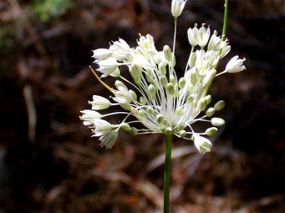 Allium pallens Inflorescence, Dehesa Boyal de Puertollano, Spain