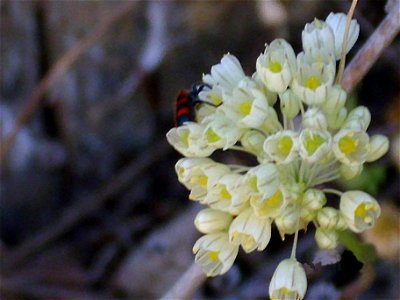 Allium pallens close up, Sierra Madrona, Spain