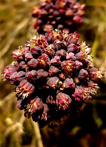 Allium melananthum en Cartagena (España)
