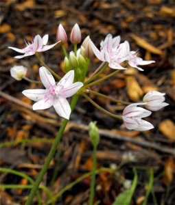 — glassy onion. At the University of California Botanical Garden of UC Berkeley, in the Berkeley Hills, California. Endemic to California, and identified by sign. photo