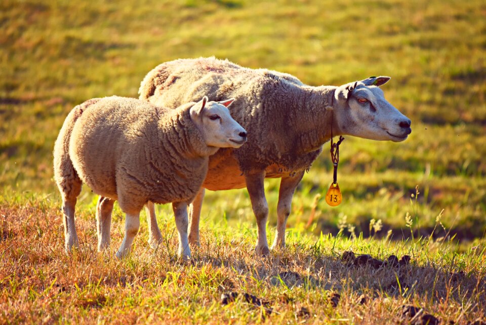 Wool ruminant even-toed