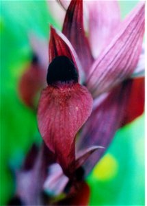 Serapias_orientalis ssp. siciliensis