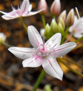 — glassy onion. At the University of California Botanical Garden of UC Berkeley, in the Berkeley Hills, California. Endemic to California, and identified by sign. photo