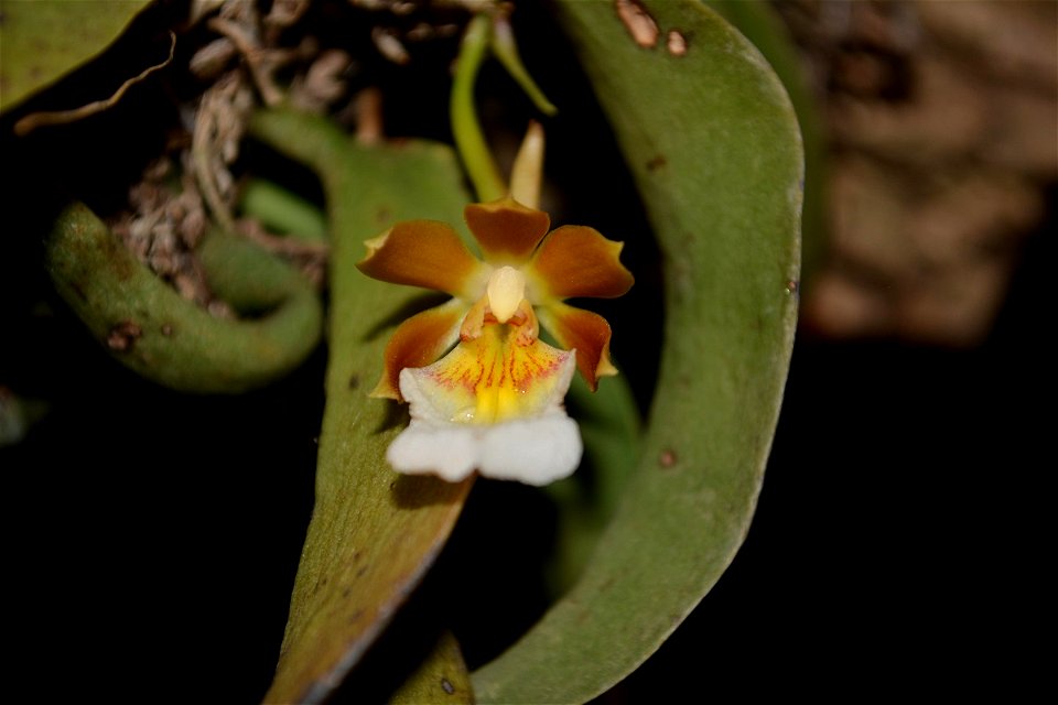 Trichocentrum fuscum