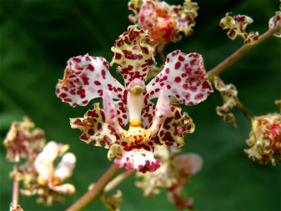 Cyrtopodium aliciae